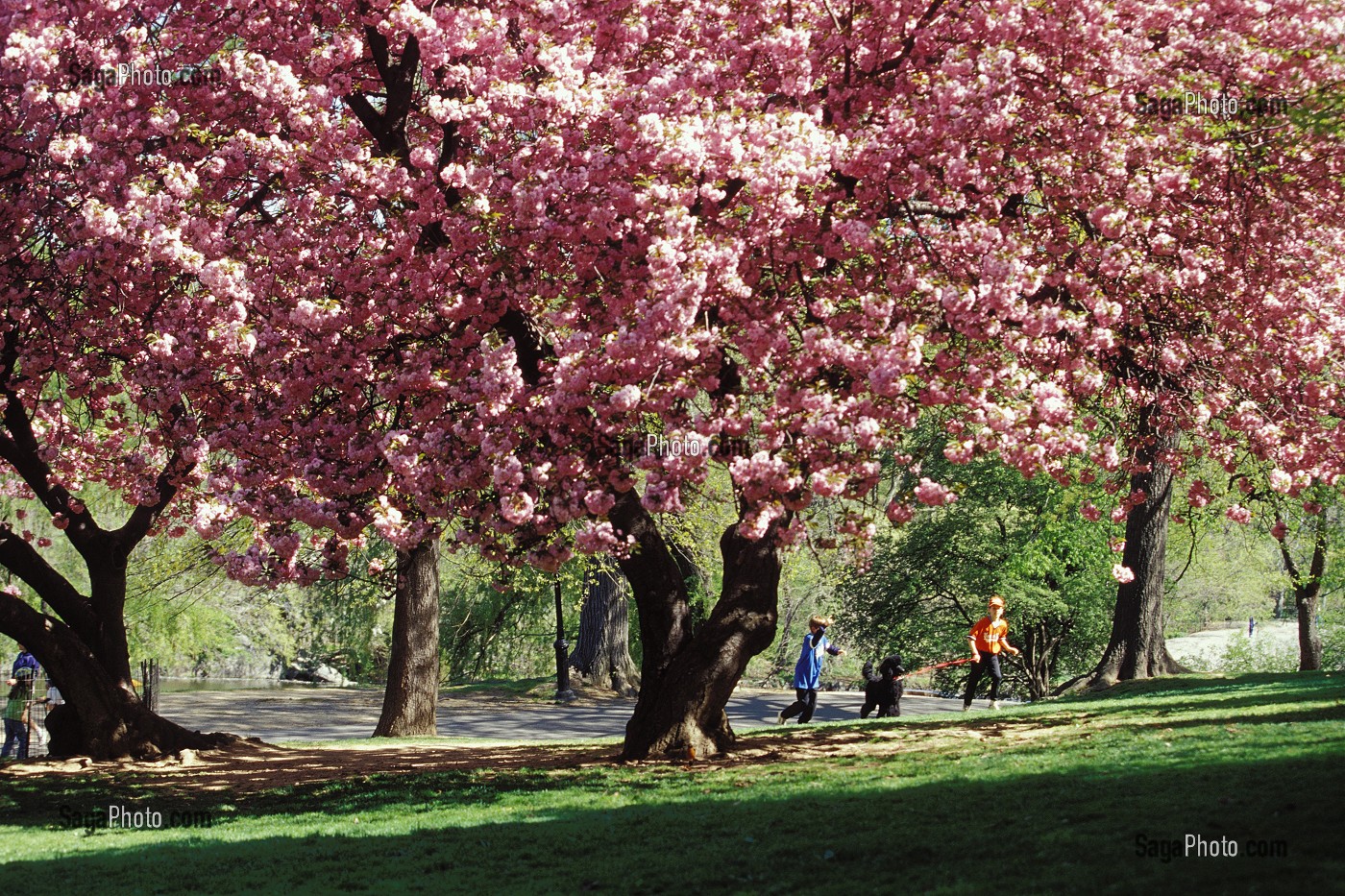 PROMENEURS SOUS LES ARBRES EN FLEURS DE CENTRAL PARK, MANHATTAN, NEW YORK, USA 