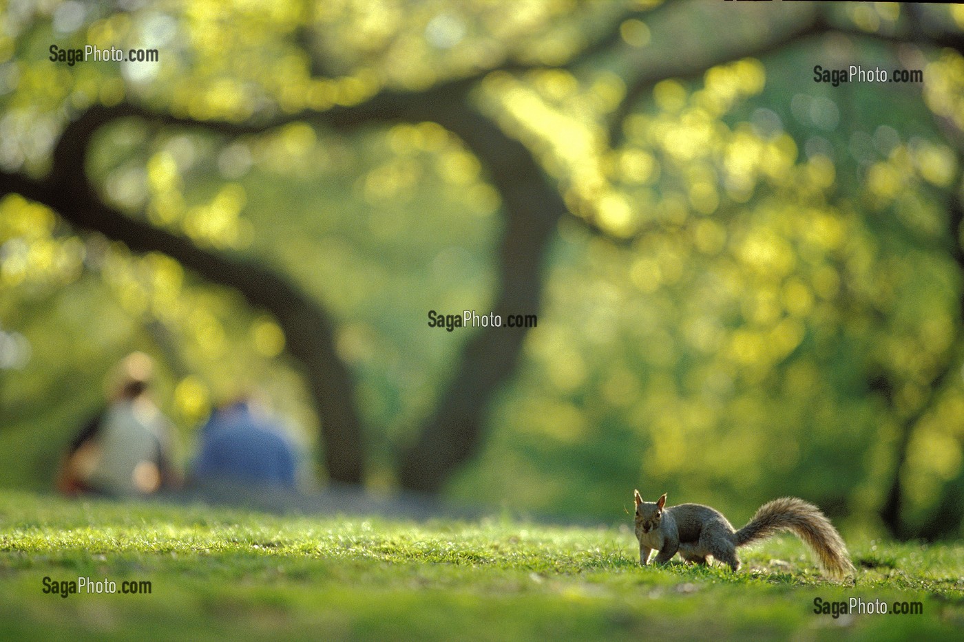 ECUREUIL SOUS UN ARBRE, CENTRAL PARK, MANHATTAN, NEW YORK, USA 