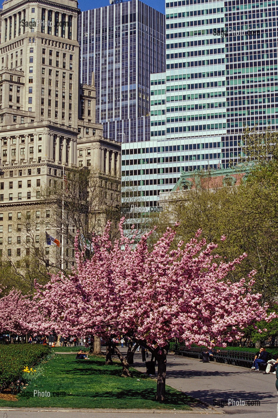IMMEUBLES ET ARBRE EN FLEURS, BATTERY PARK, MANHATTAN, NEW YORK, USA 