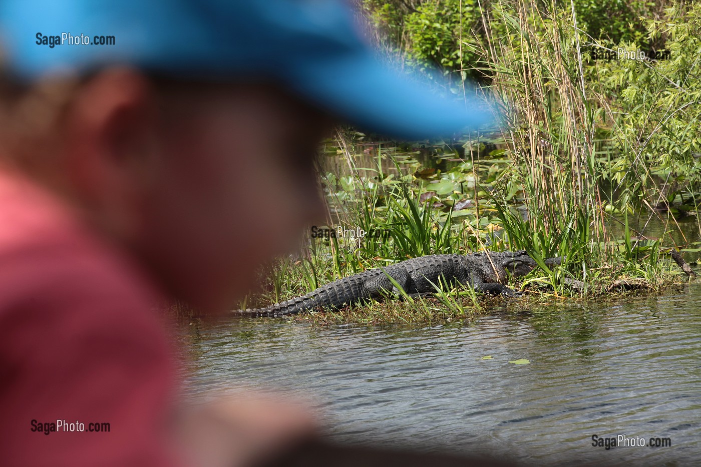 PARC NATIONAL DES EVERGLADES, FLORIDE, AMERIQUE 