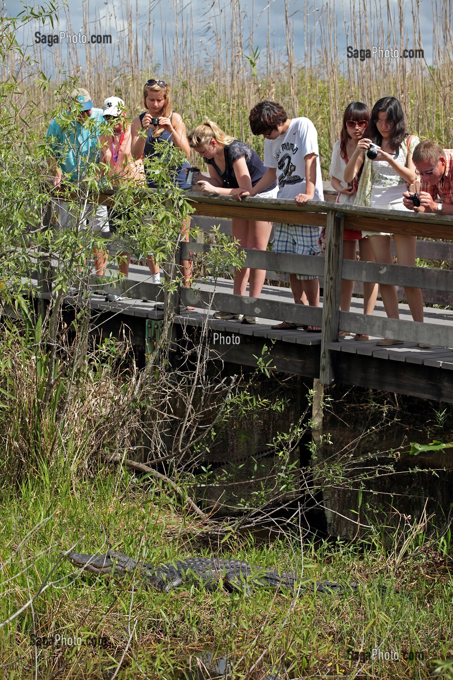 PARC NATIONAL DES EVERGLADES, FLORIDE, AMERIQUE 