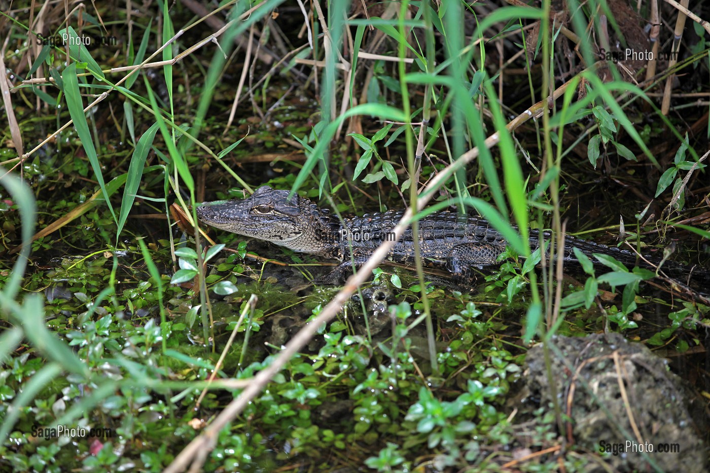 PARC NATIONAL DES EVERGLADES, FLORIDE, AMERIQUE 