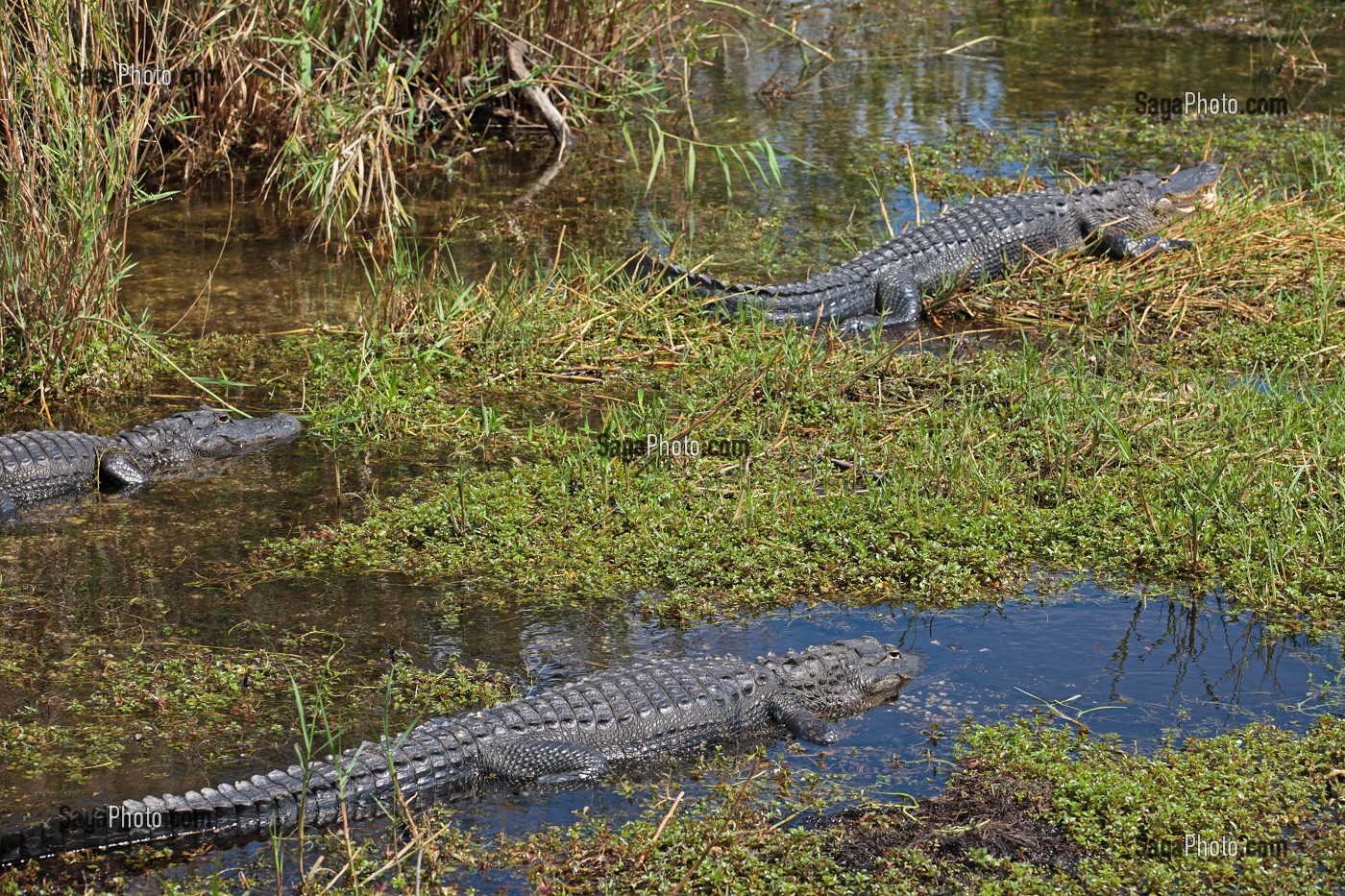 PARC NATIONAL DES EVERGLADES, FLORIDE, AMERIQUE 