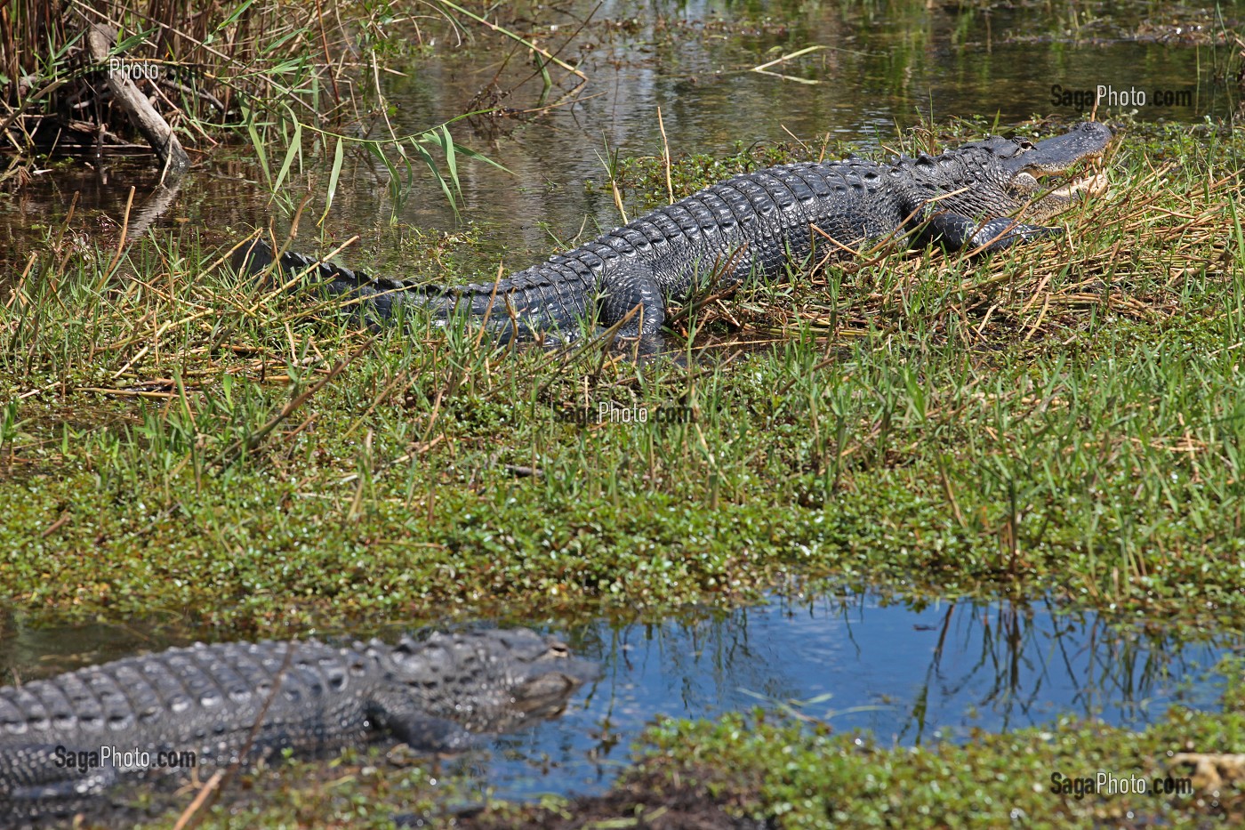 PARC NATIONAL DES EVERGLADES, FLORIDE, AMERIQUE 