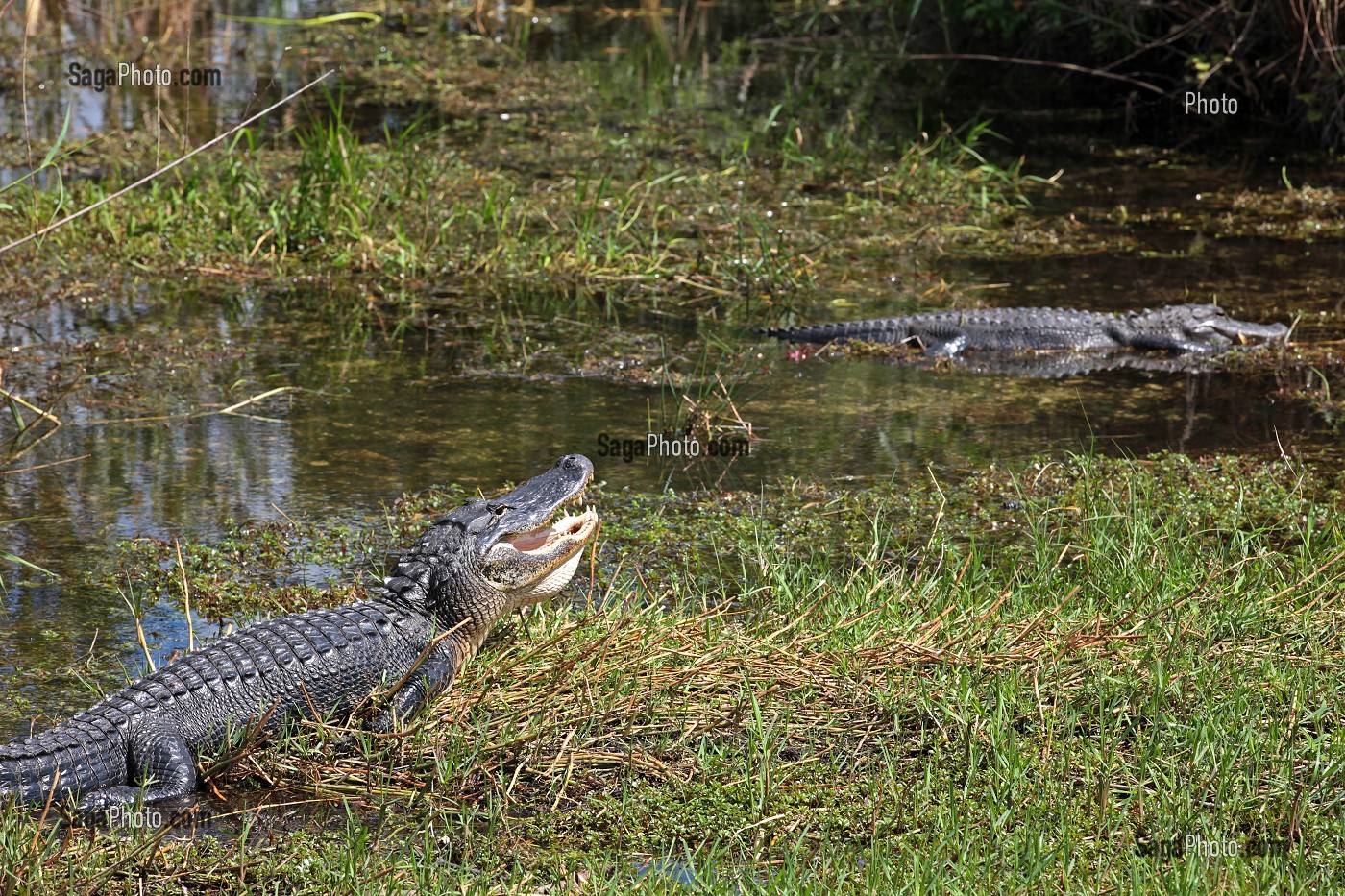 PARC NATIONAL DES EVERGLADES, FLORIDE, AMERIQUE 