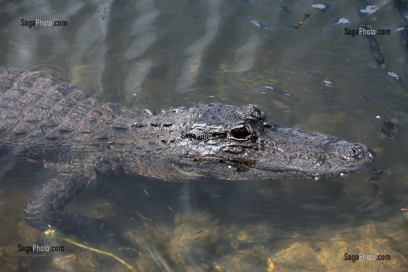 PARC NATIONAL DES EVERGLADES, FLORIDE, AMERIQUE 