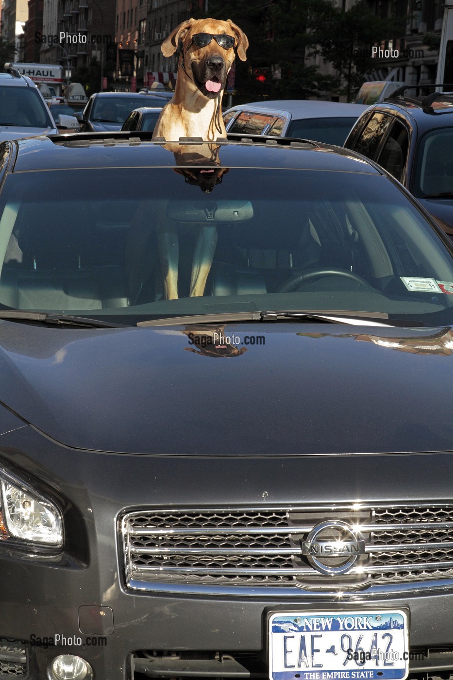 CHIEN AVEC DES LUNETTES DE SOLEIL PARADANT DANS UNE VOITURE, NEW YORK CITY, ETAT DE NEW YORK, ETATS-UNIS 
