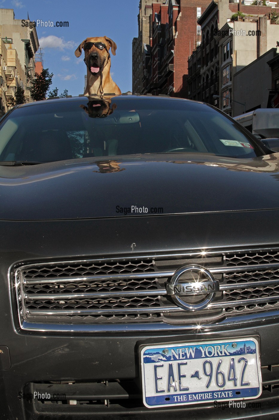 CHIEN AVEC DES LUNETTES DE SOLEIL PARADANT DANS UNE VOITURE, NEW YORK CITY, ETAT DE NEW YORK, ETATS-UNIS 