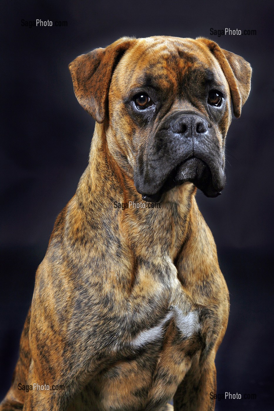 CHIEN DE RACE BOXER, PRISE DE VUE EN STUDIO, FRANCE 