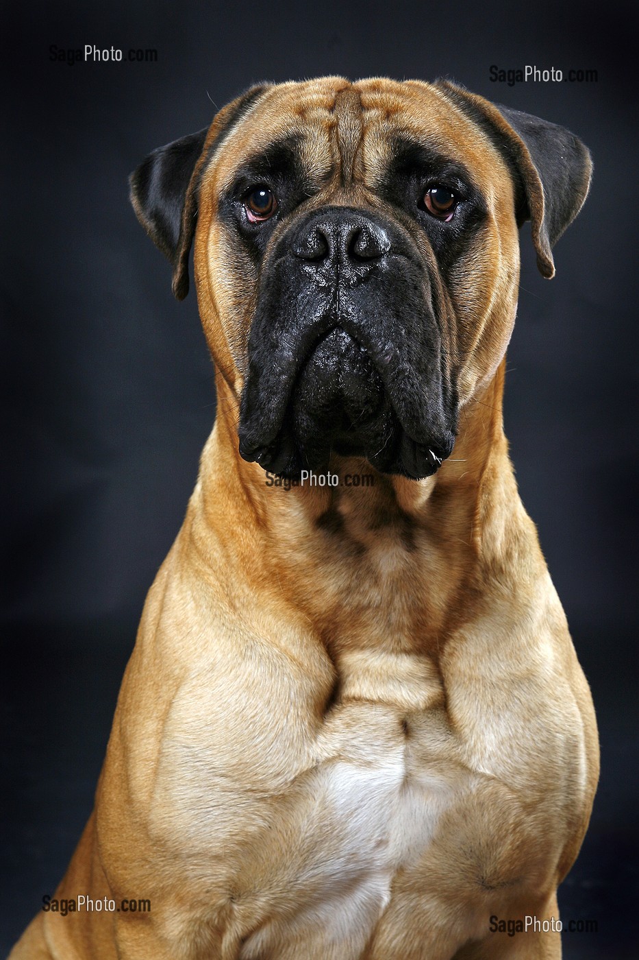 CHIEN DE RACE BULL MASTIFF, PRISE DE VUE EN STUDIO, FRANCE 