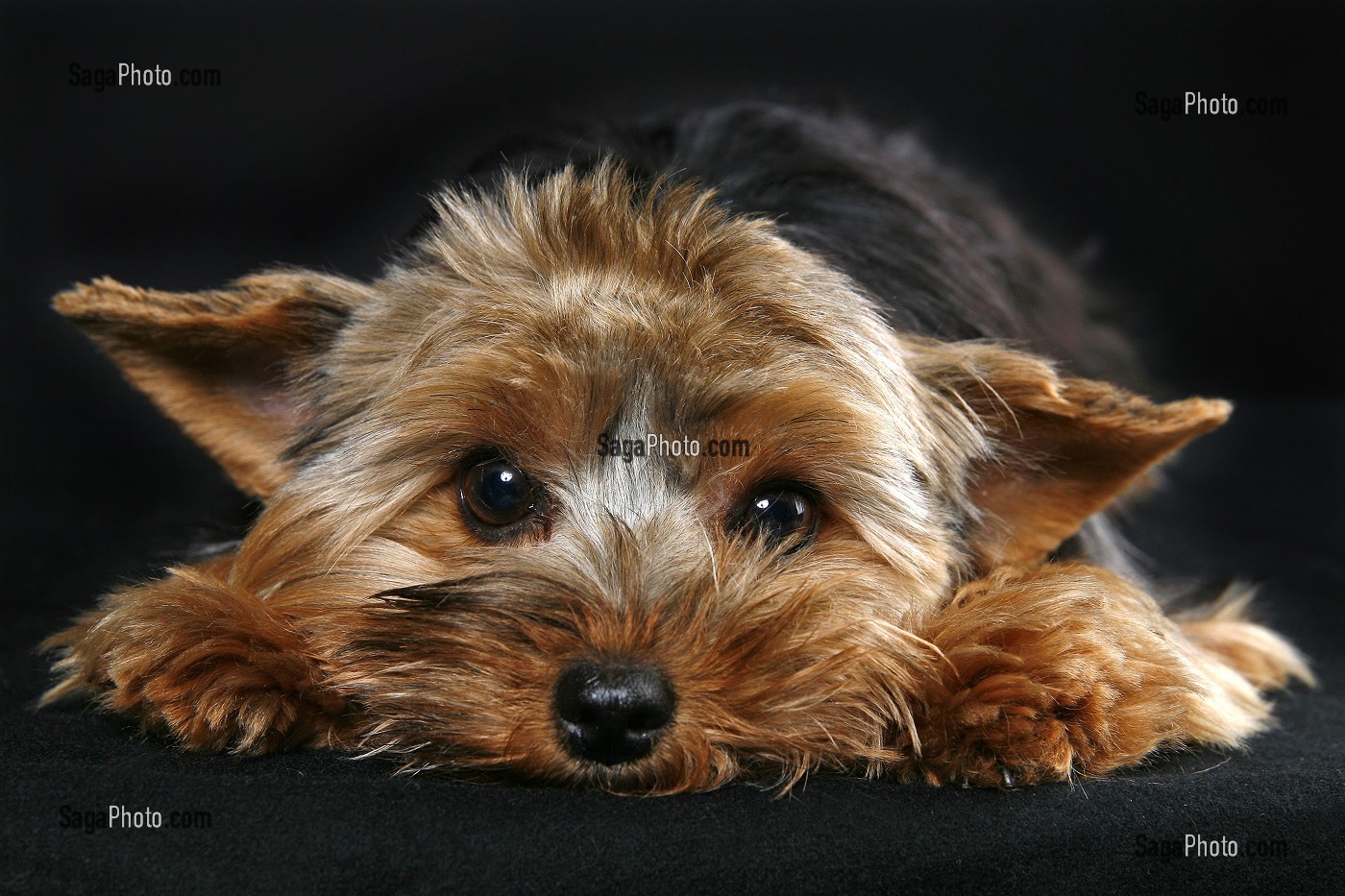 CHIEN DE RACE YORKSHIRE, PRISE DE VUE EN STUDIO, FRANCE 