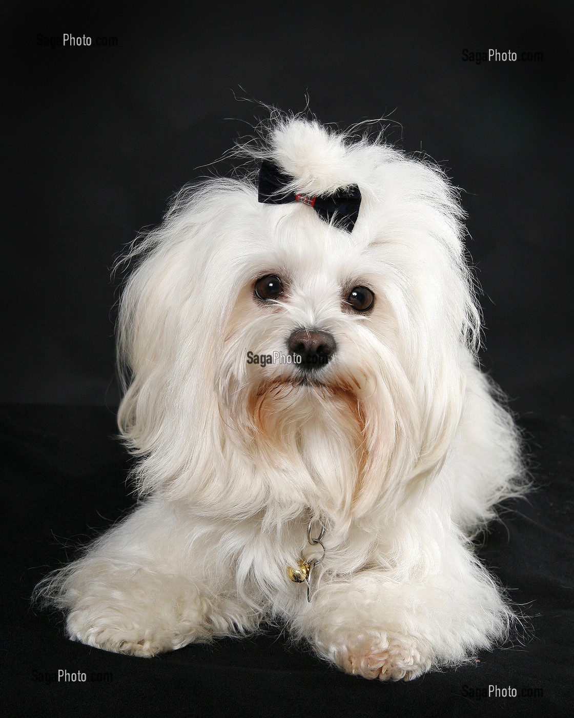 CHIEN DE RACE BICHON MALTAIS, PRISE DE VUE EN STUDIO, FRANCE 