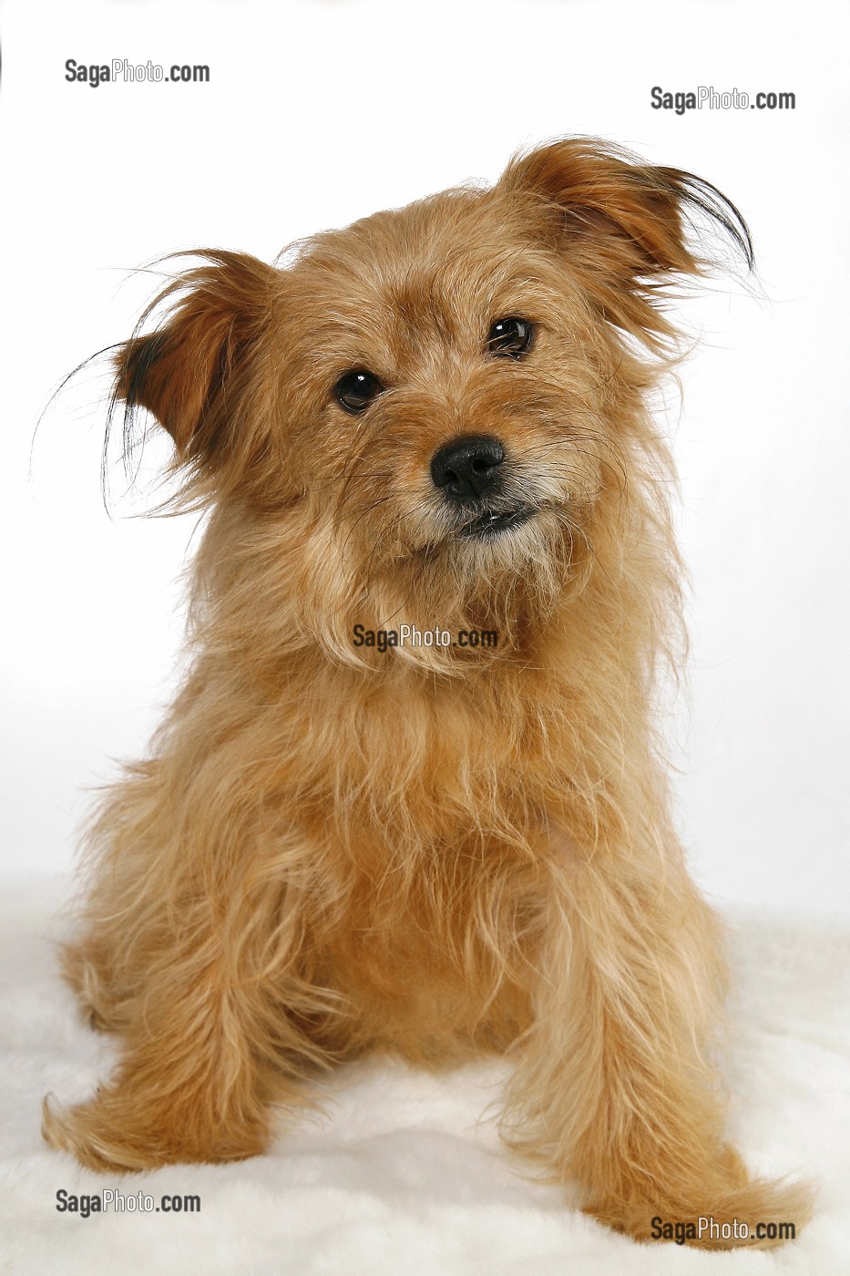 CHIEN DE RACE CROISE CAIRN TERRIER (BATARD), PRISE DE VUE EN STUDIO, FRANCE 