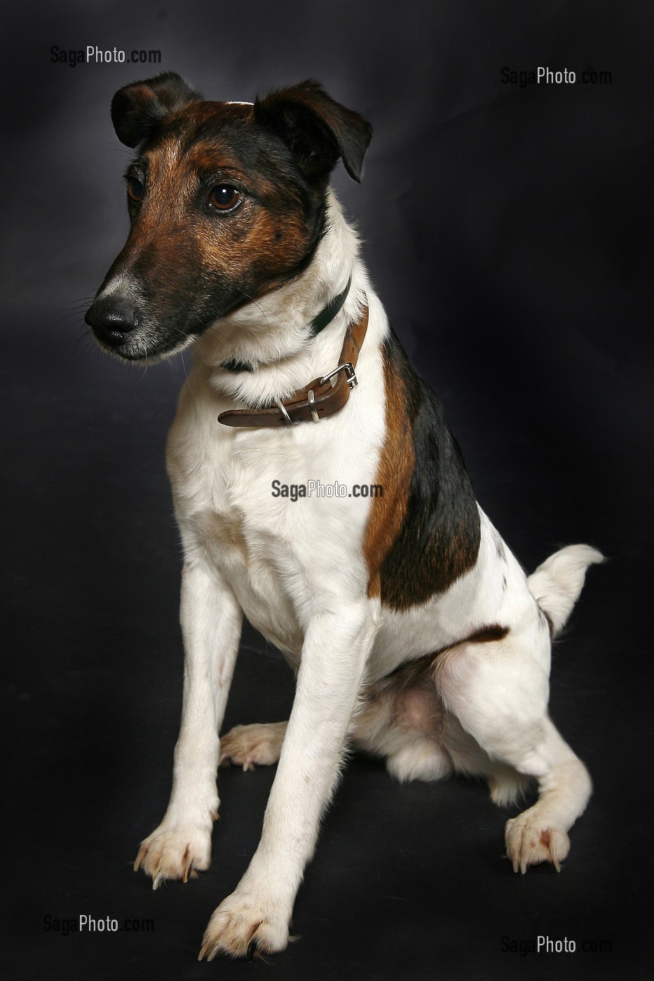 CHIEN DE RACE FOX TERRIER, PRISE DE VUE EN STUDIO, FRANCE 