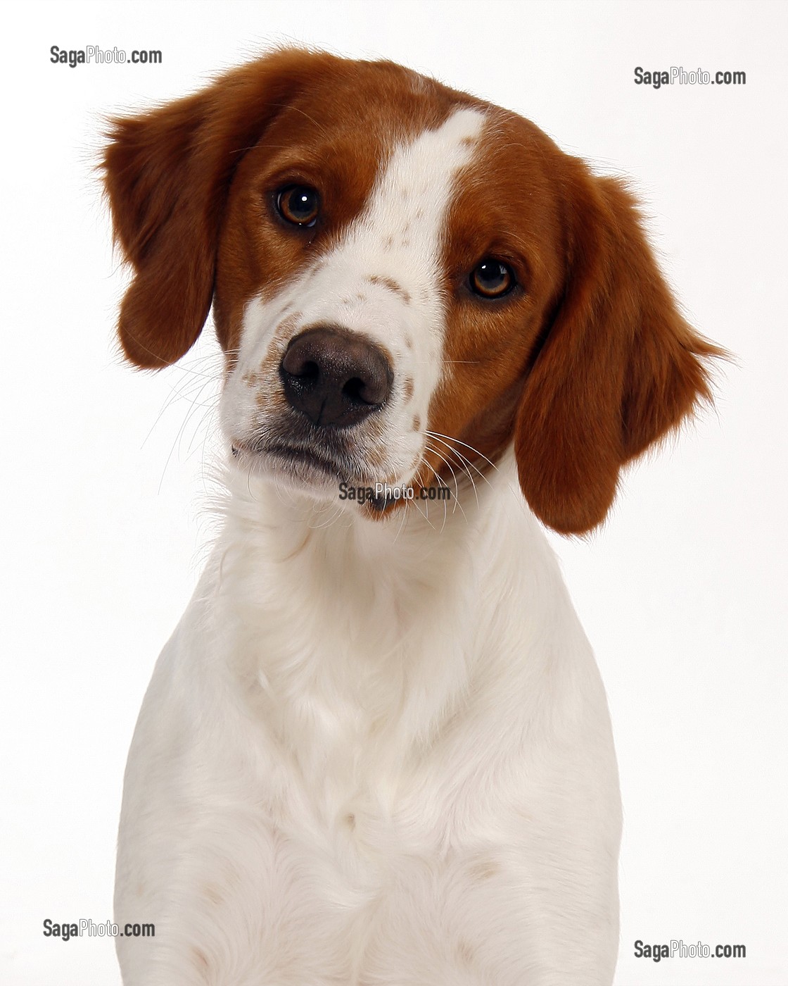 CHIEN DE RACE EPAGNEUL BRETON, PRISE DE VUE EN STUDIO, FRANCE 