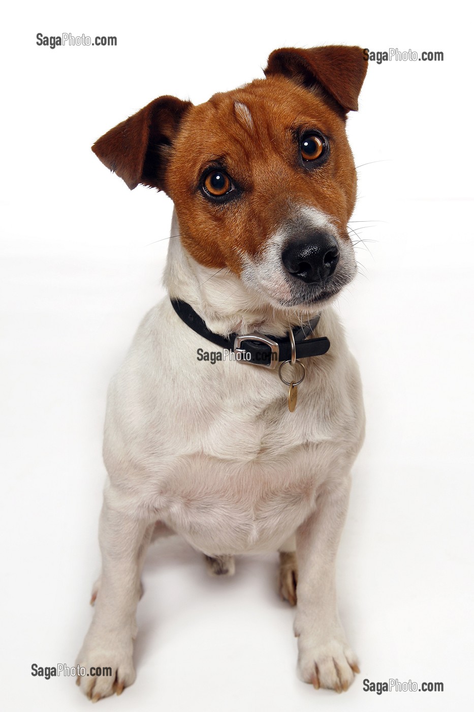 CHIEN DE RACE JACK RUSSEL TERRIER, PRISE DE VUE EN STUDIO, FRANCE 