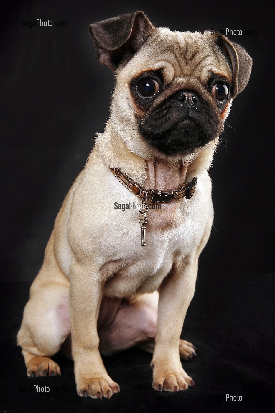 CHIEN DE RACE CARLIN TOY, PRISE DE VUE EN STUDIO, FRANCE 