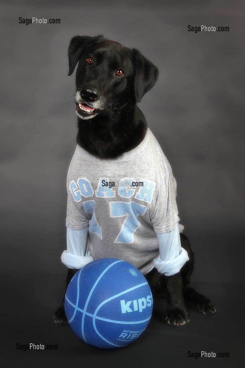 EINSTEIN ET SA TENUE DE BASKET, CHIEN CROISE LABRADOR-MALINOIS 