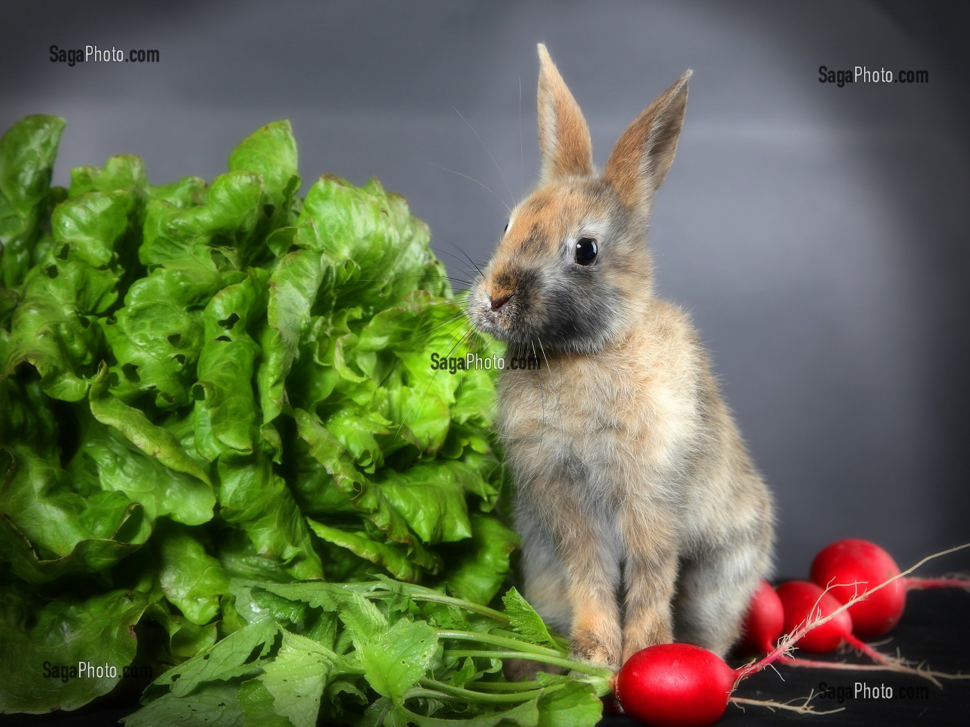 POUPETTE ET SA SALADE, LAPIN NAIN 