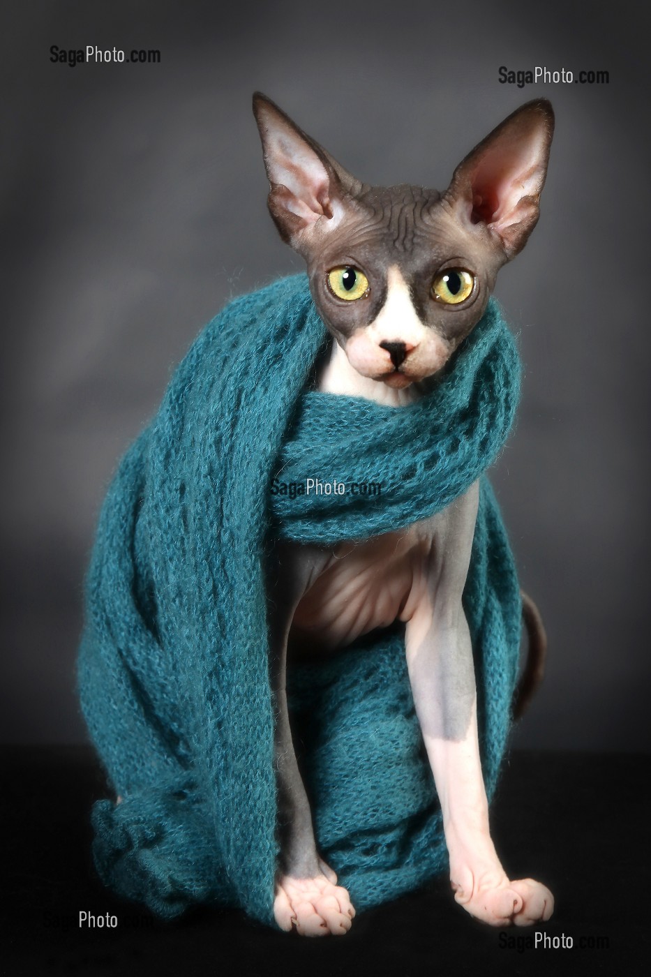 ESMA DES PETITS MOZART, CHATTE SPHYNX 