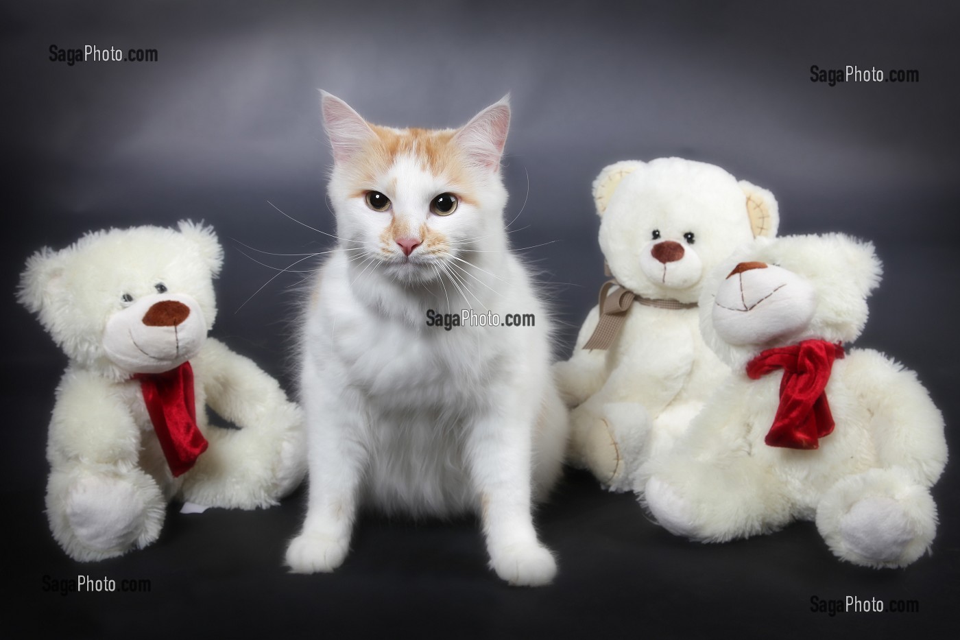 MOUSTACHE ET SES OURS EN PELUCHE, CHAT ANGORA DU CANADA 