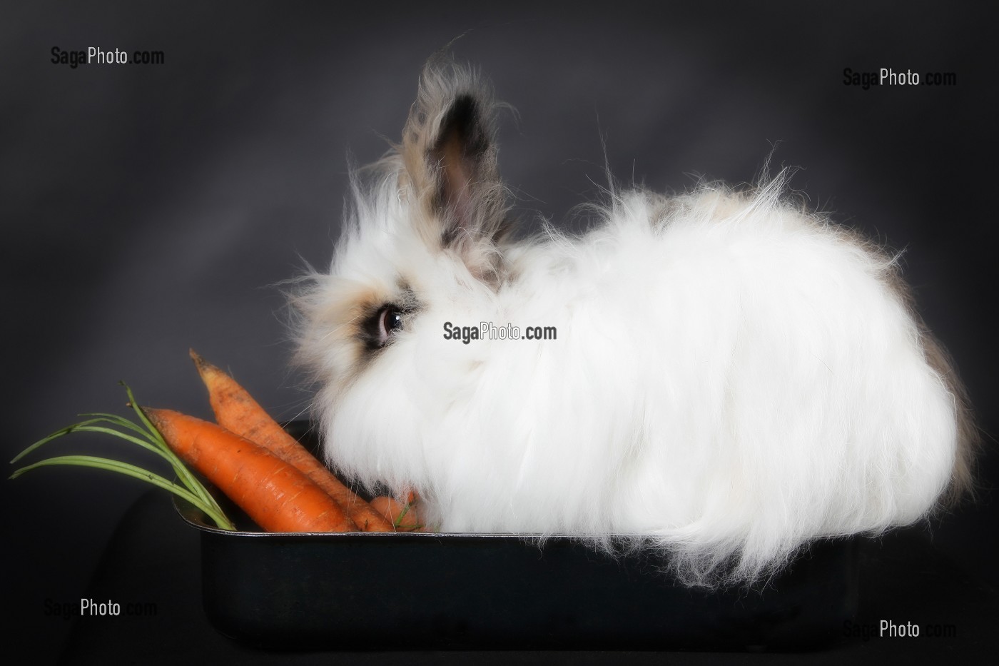 NEIGE A LA MARMITE, LAPIN ANGORA 