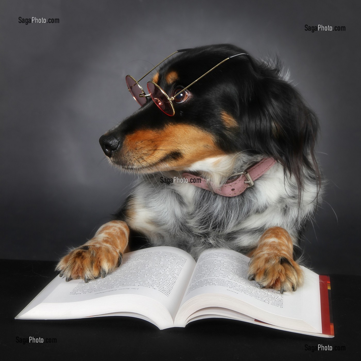 BELLE ET SON LIVRE, CHIENNE BORDER-COLLIE 