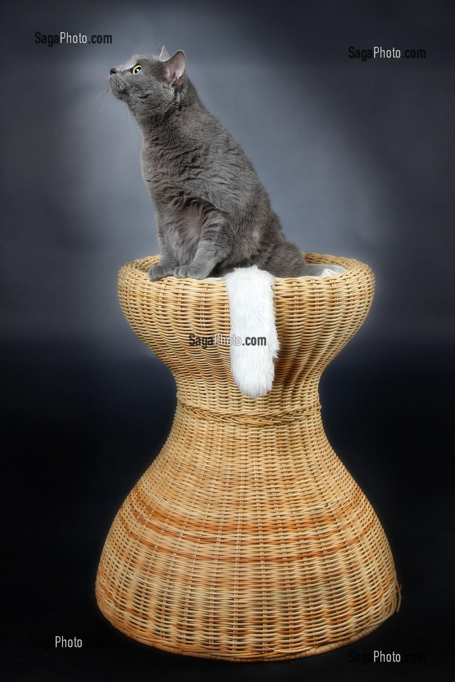 GRIBOUILLE SUR SON PIEDESTAL, CHAT CHARTREUX 