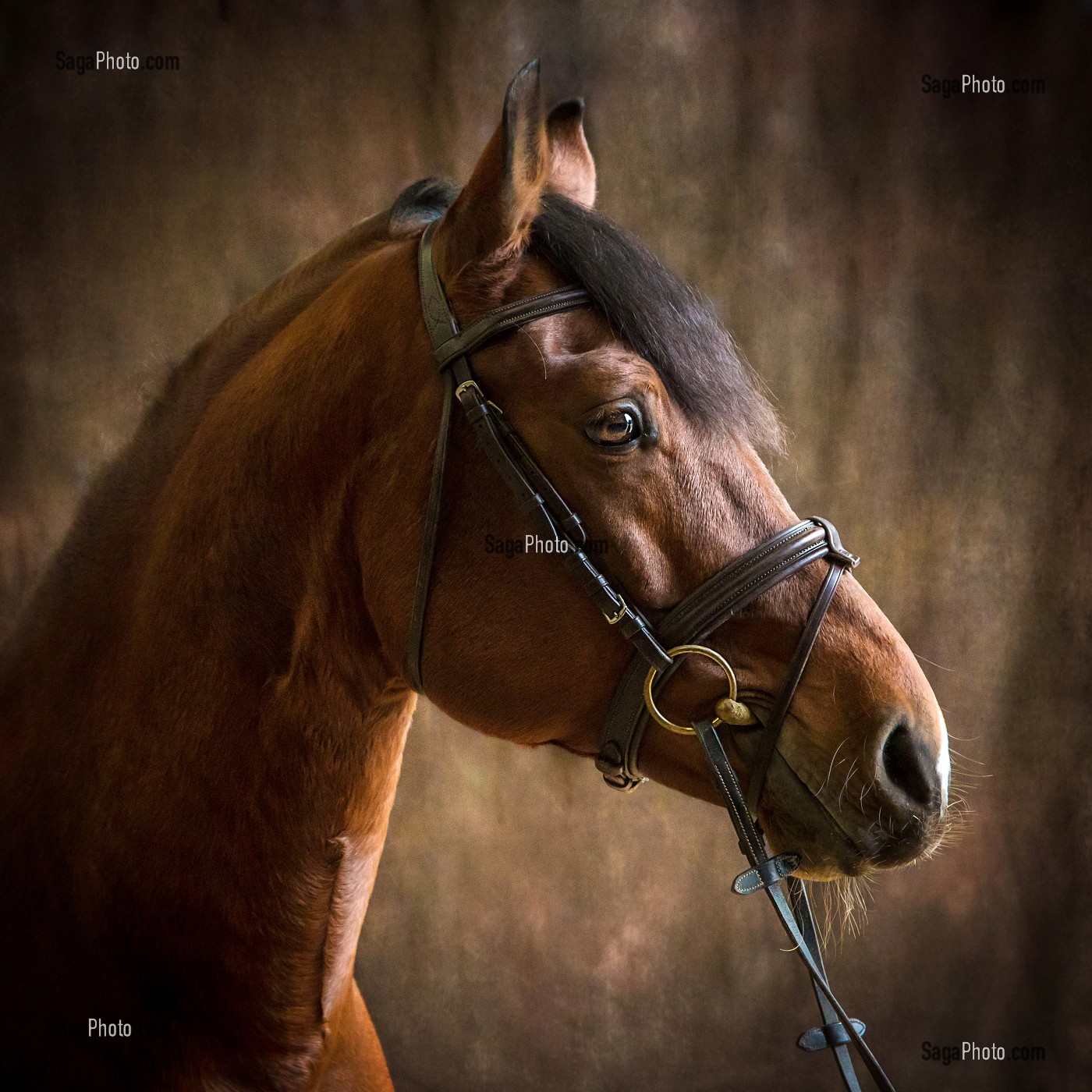 PORTRAIT CHEVAL SUR FOND DE STUDIO 