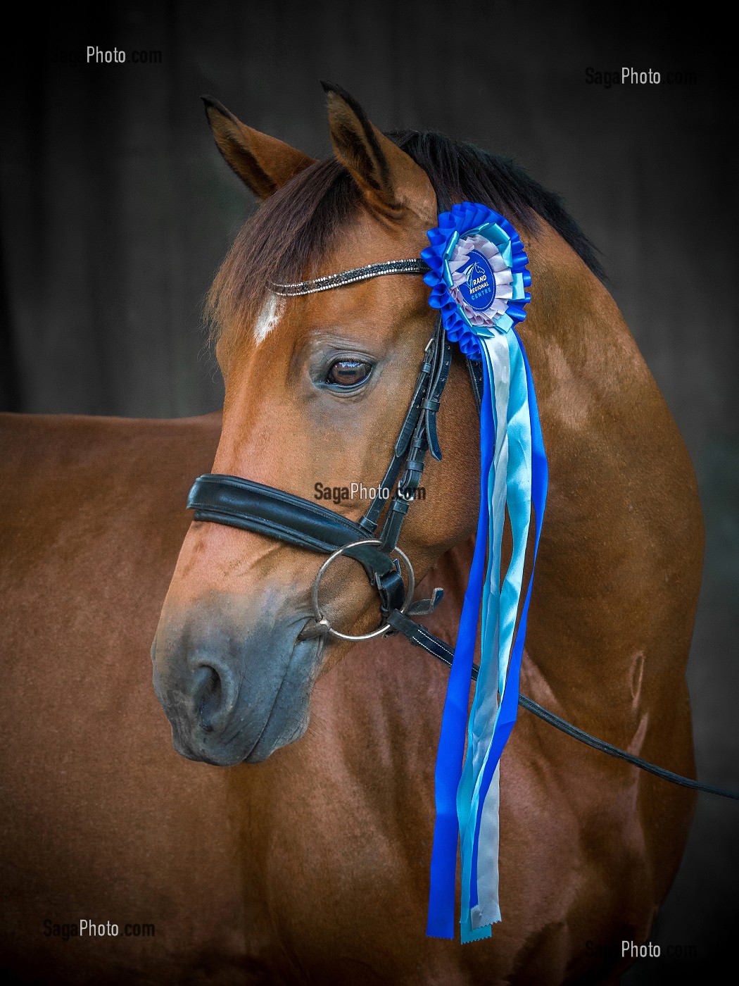 PORTRAIT CHEVAL AVEC MEDAILLE DE CONCOURS SUR FOND DE STUDIO 