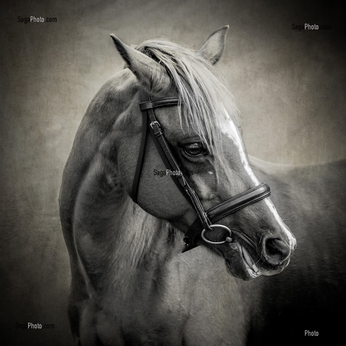 PORTRAIT CHEVAL SUR FOND DE STUDIO 