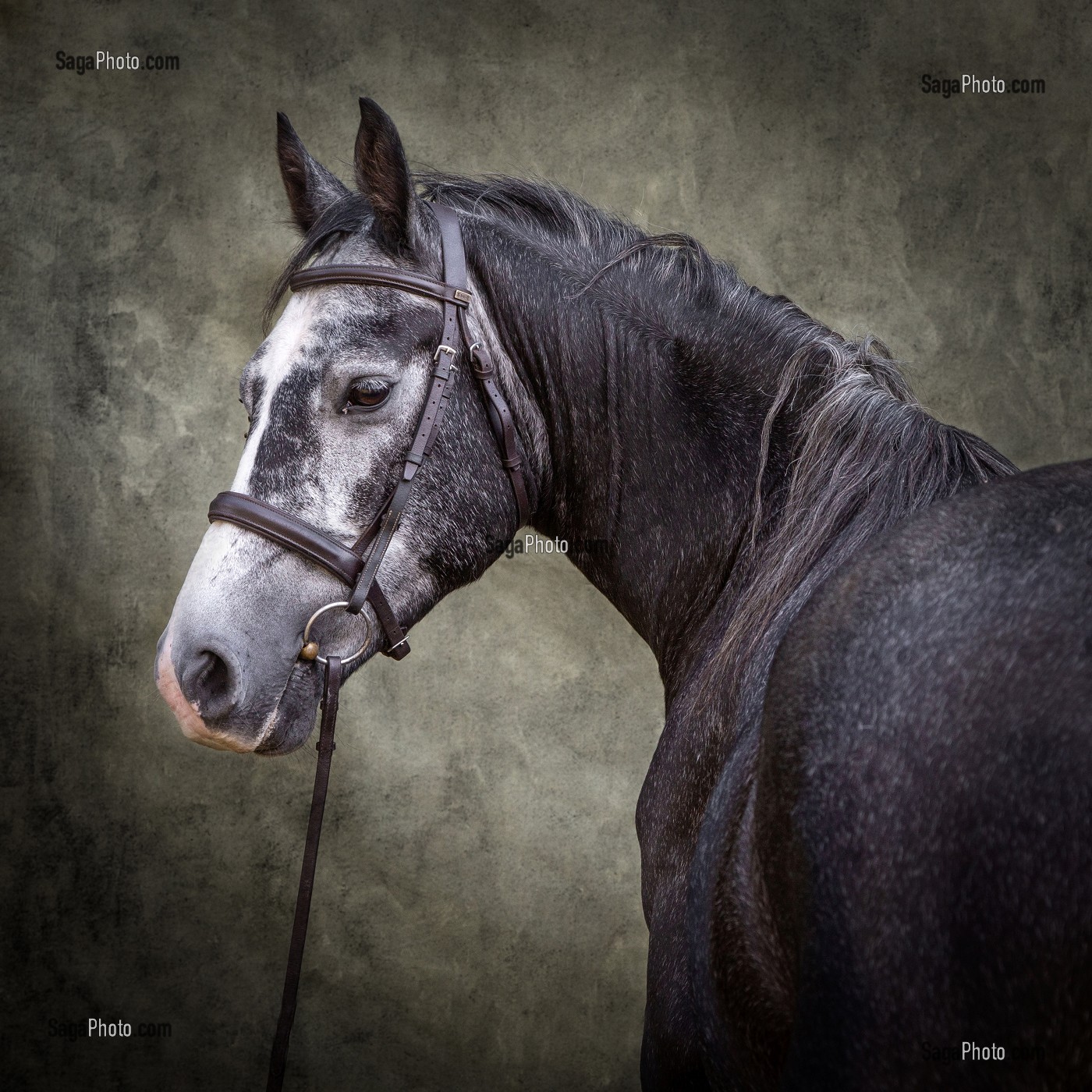 PORTRAIT CHEVAL SUR FOND DE STUDIO 