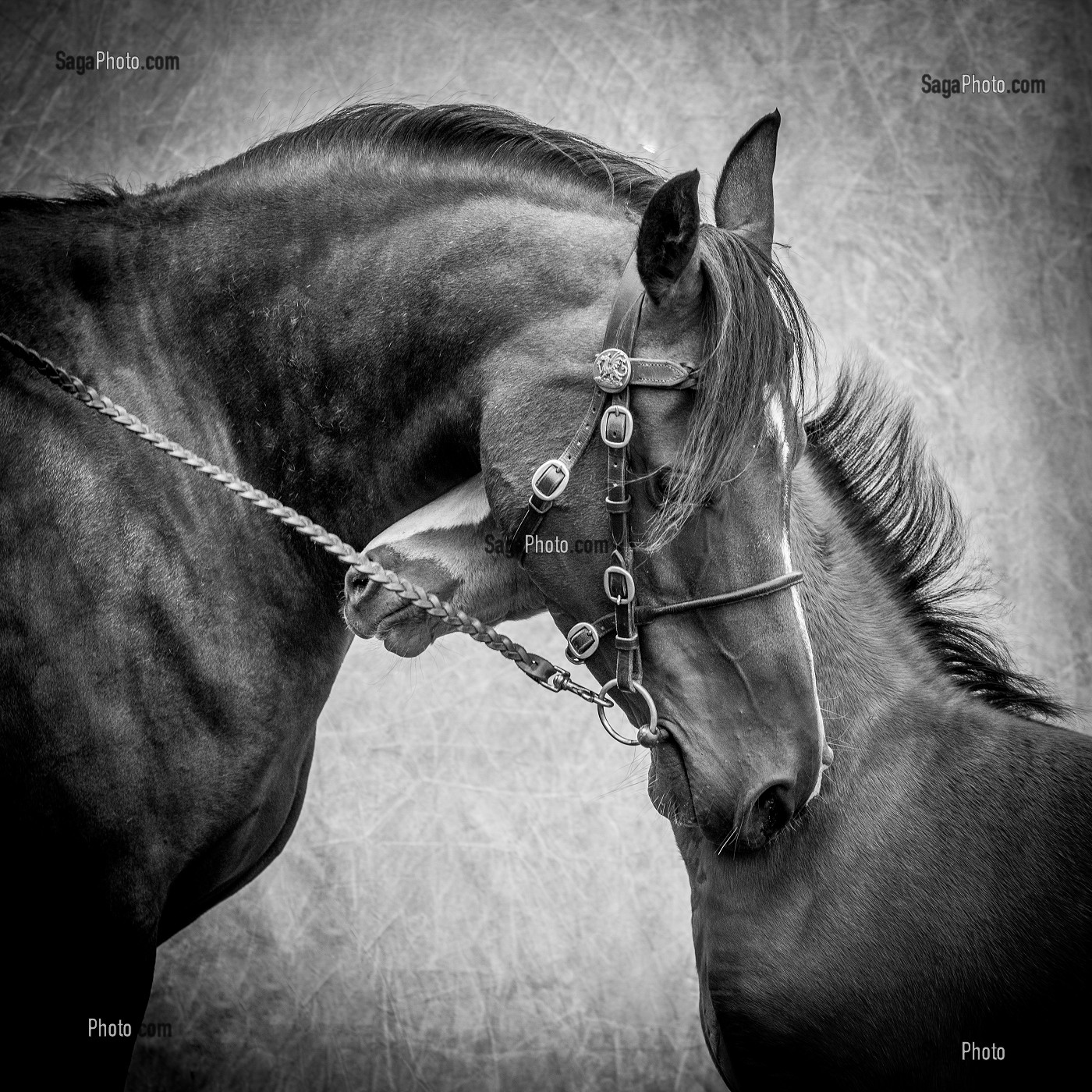 JUMENT ET SON POULAIN, PORTRAIT CHEVAL SUR FOND DE STUDIO 