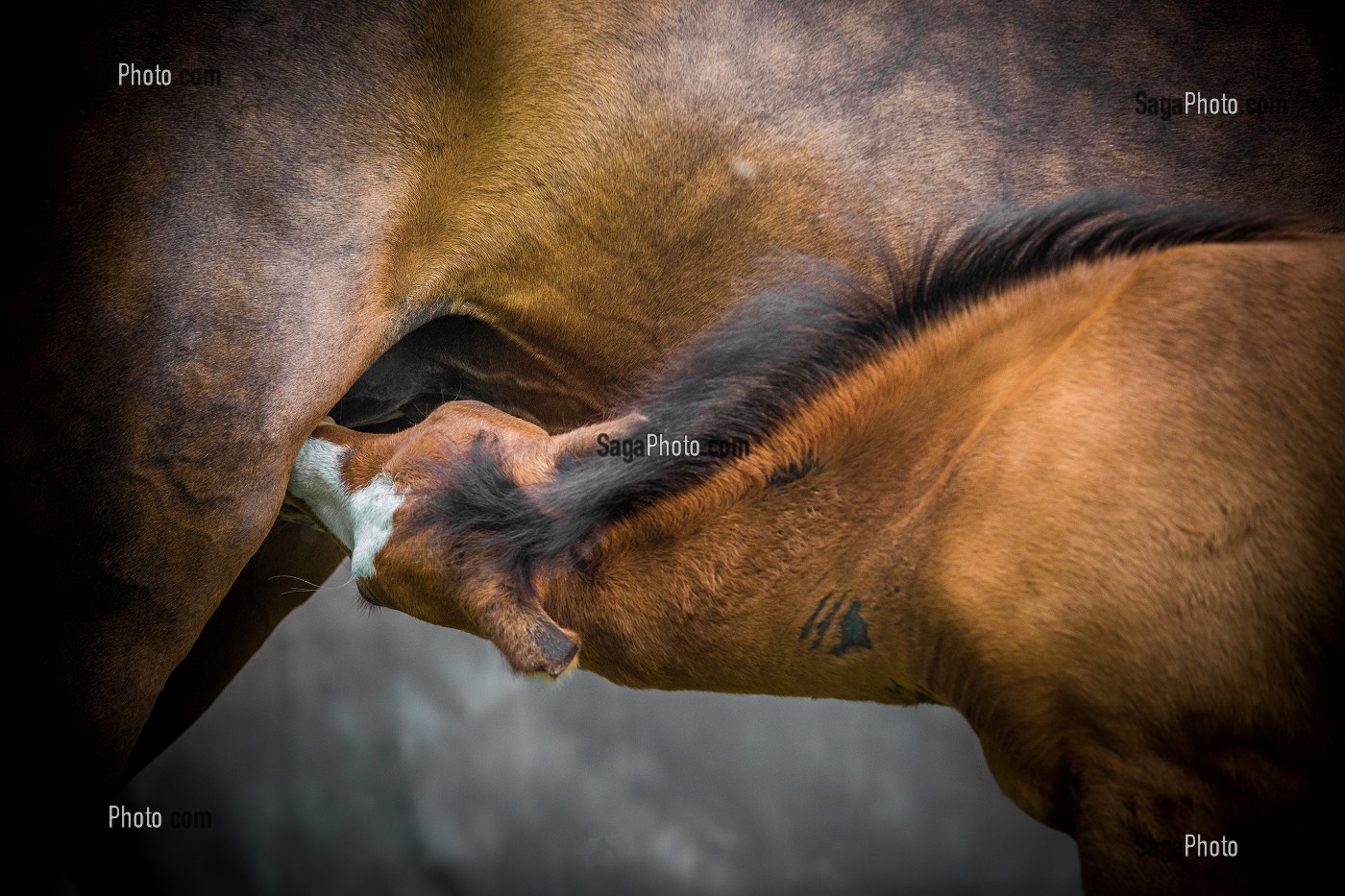 JUMENT ET SON POULAIN EN TRAIN DE TETER SA MERE, PORTRAIT CHEVAL SUR FOND DE STUDIO 