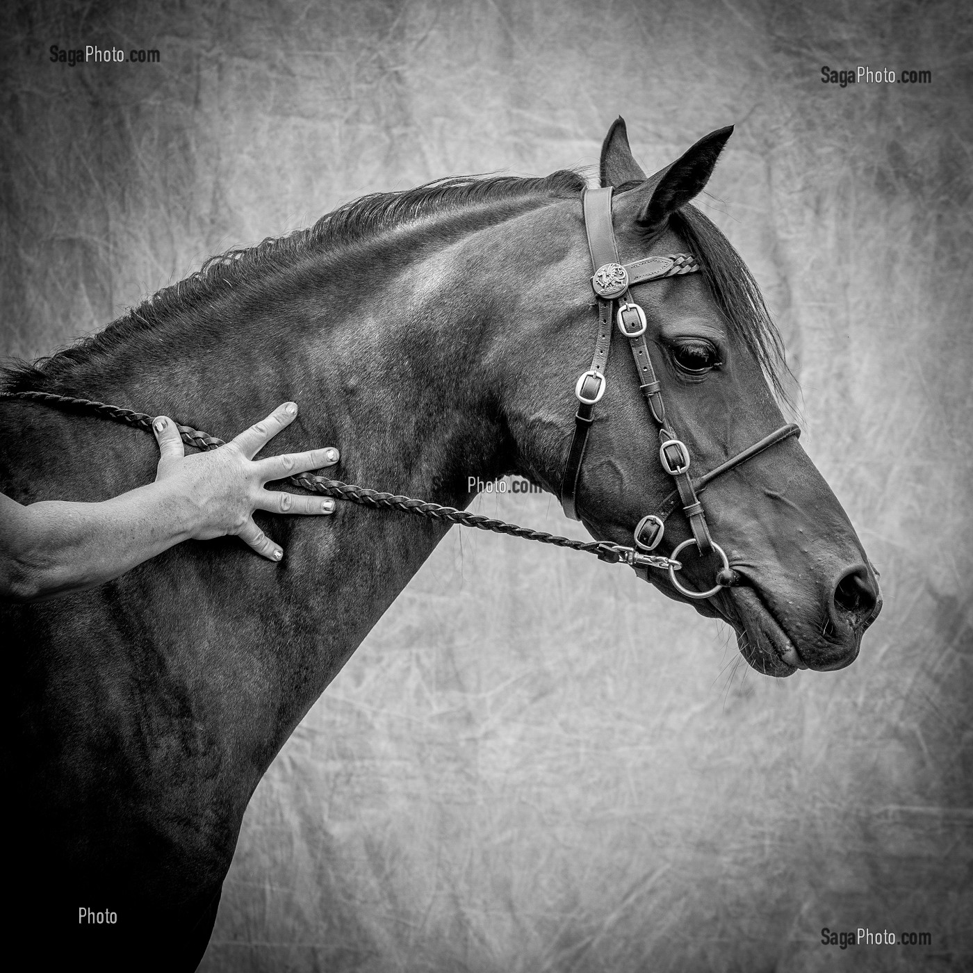 PORTRAIT CHEVAL AVEC MAIN DE SON PROPRIETAIRE SUR FOND DE STUDIO 