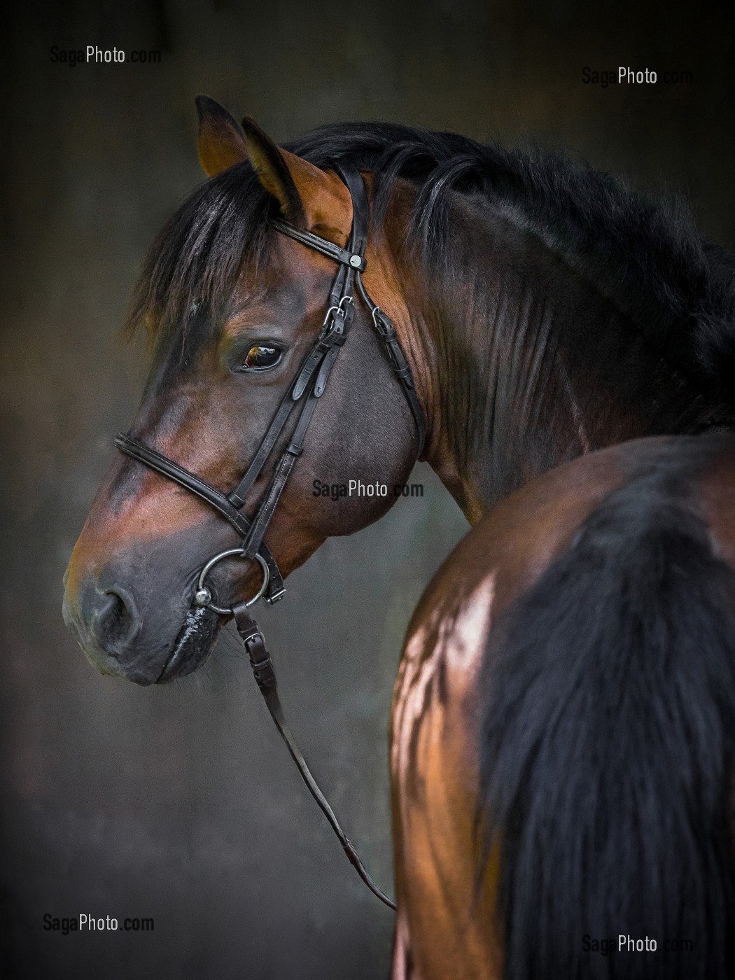 PORTRAIT CHEVAL SUR FOND DE STUDIO 