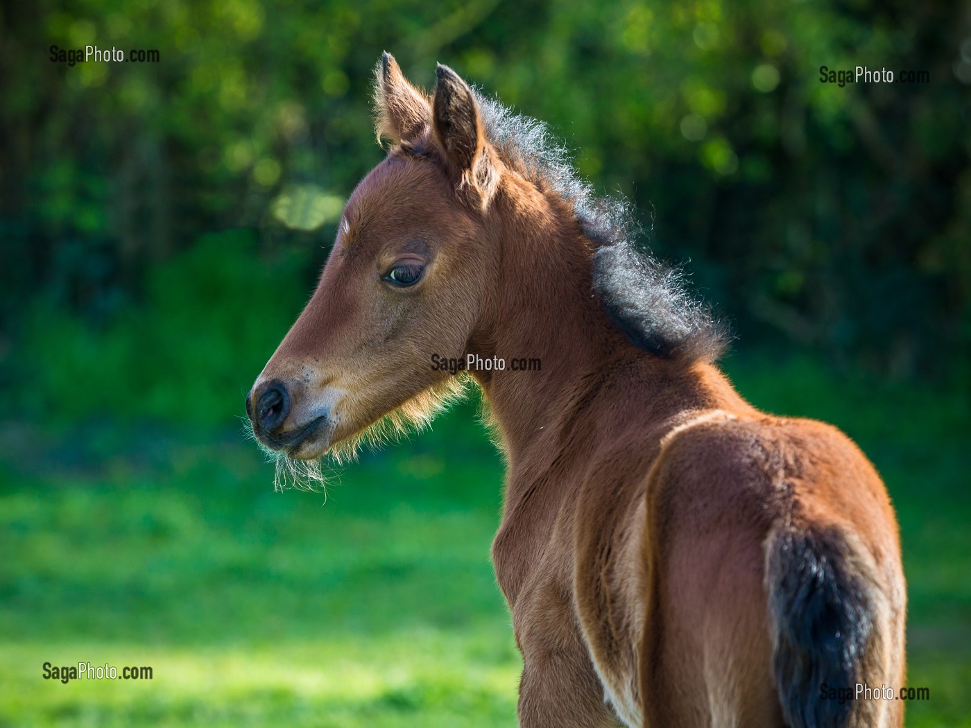 PORTRAIT D'UN POULAIN AU PRE, NORMANDIE, FRANCE 