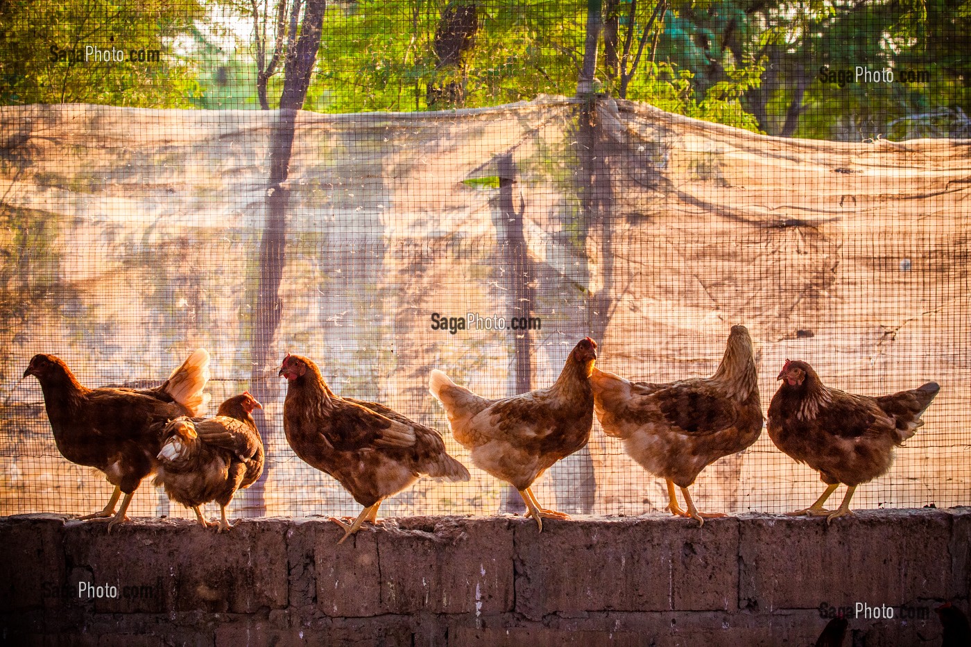 ELEVAGE DE VACHES, CHEVRES, POULES ET BOVINS DE LA FERME ECOLOGIQUE, VILLAGE PEUL DE GUELAKH, SENEGAL, AFRIQUE DE L'OUEST 
