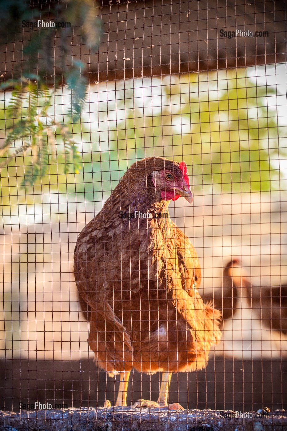 ELEVAGE DE VACHES, CHEVRES, POULES ET BOVINS DE LA FERME ECOLOGIQUE, VILLAGE PEUL DE GUELAKH, SENEGAL, AFRIQUE DE L'OUEST 