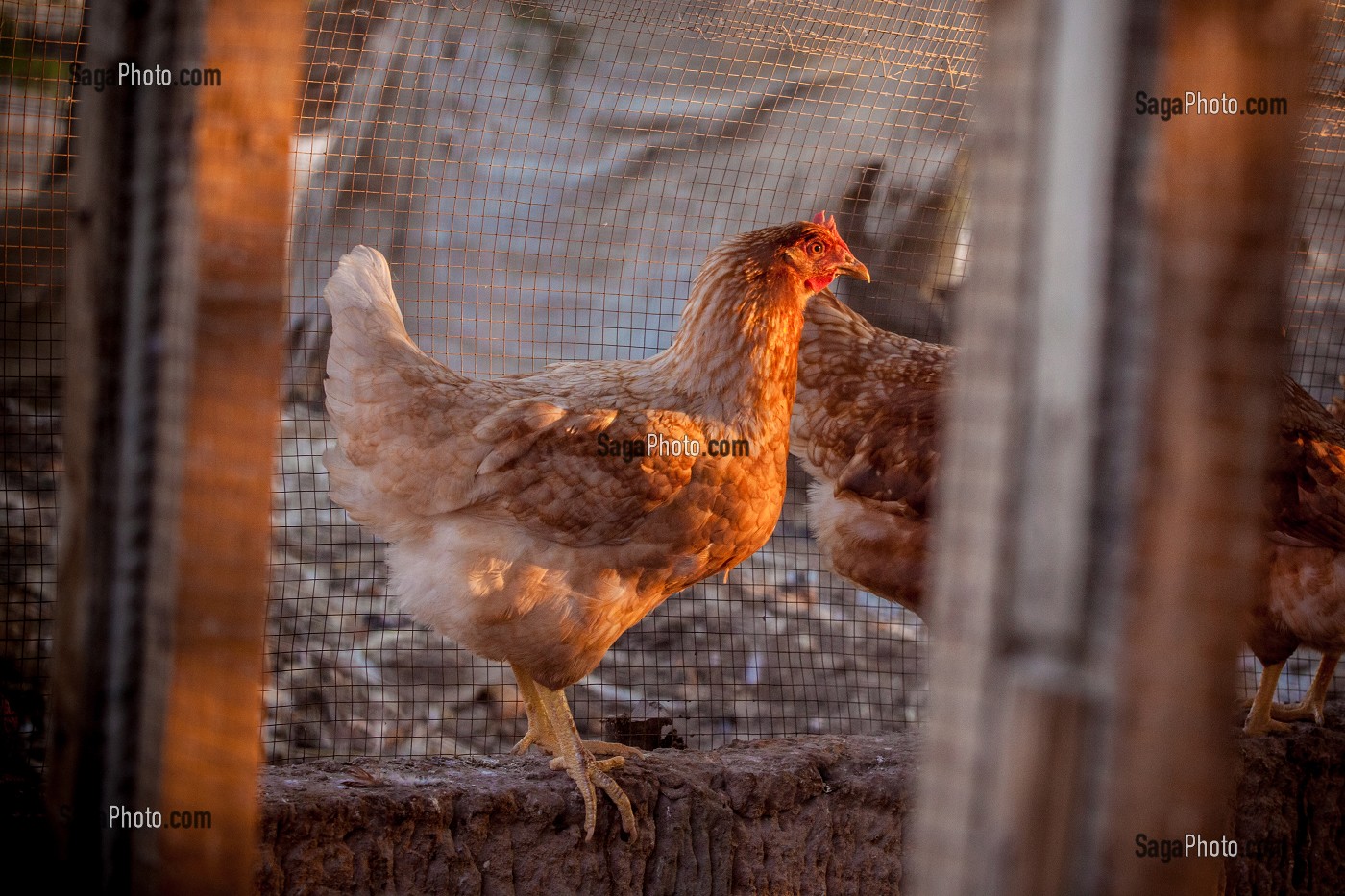 ELEVAGE DE VACHES, CHEVRES, POULES ET BOVINS DE LA FERME ECOLOGIQUE, VILLAGE PEUL DE GUELAKH, SENEGAL, AFRIQUE DE L'OUEST 