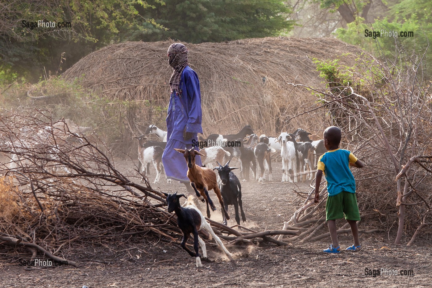 CHEVRES ET ENFANTS DE BERGERS DE RETOUR DE LA TRANSHUMANCE DANS L'ENCLOS, VILLAGE PEUL D'ELEVEURS NOMADES DE GOUMEL, SENEGAL, AFRIQUE DE L'OUEST 