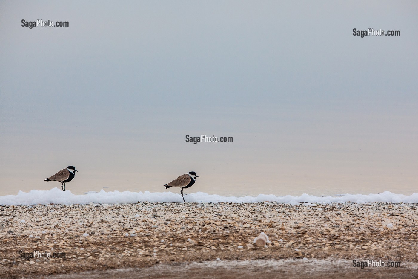 OISEAU AU BORD DU LAC ROSE, SENEGAL, AFRIQUE DE L'OUEST 
