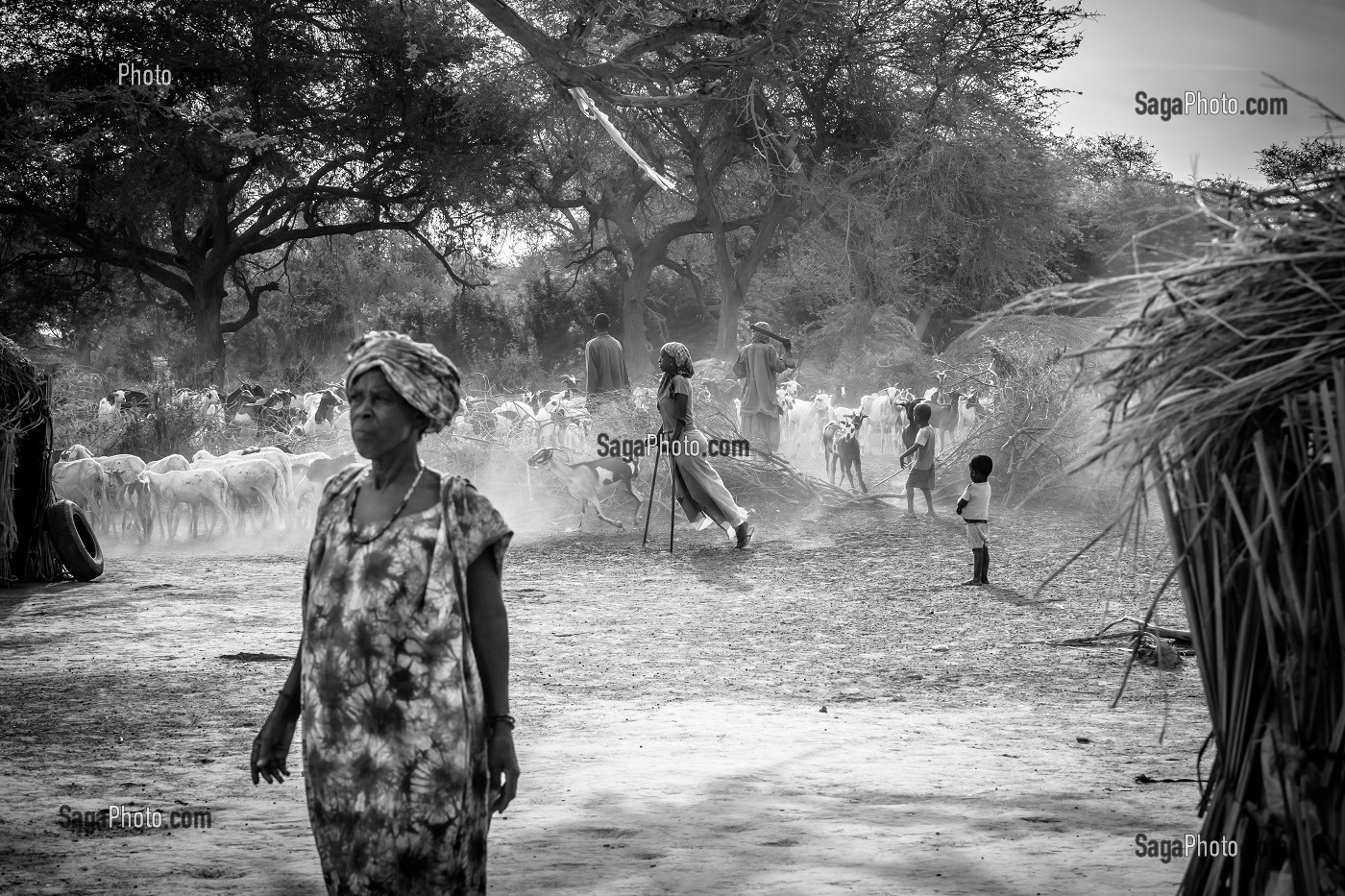 CHEVRES ET ENFANTS DE BERGERS DE RETOUR DE LA TRANSHUMANCE DANS L'ENCLOS, VILLAGE PEUL D'ELEVEURS NOMADES DE GOUMEL, SENEGAL, AFRIQUE DE L'OUEST 