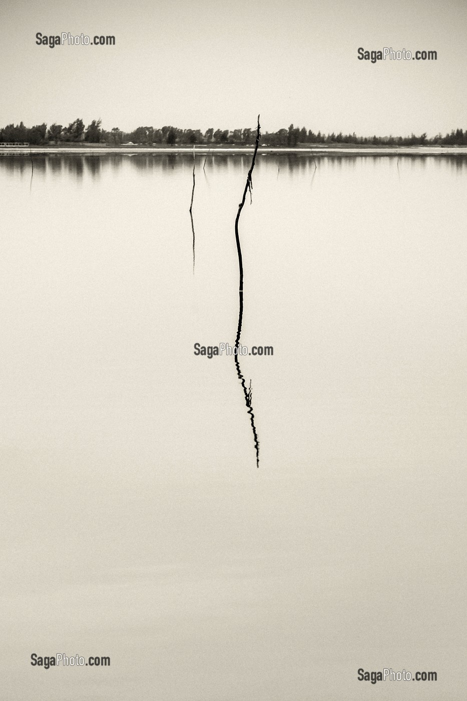 BRANCHE ET SON REFLET DANS LE LAC ROSE, SENEGAL, AFRIQUE DE L'OUEST 