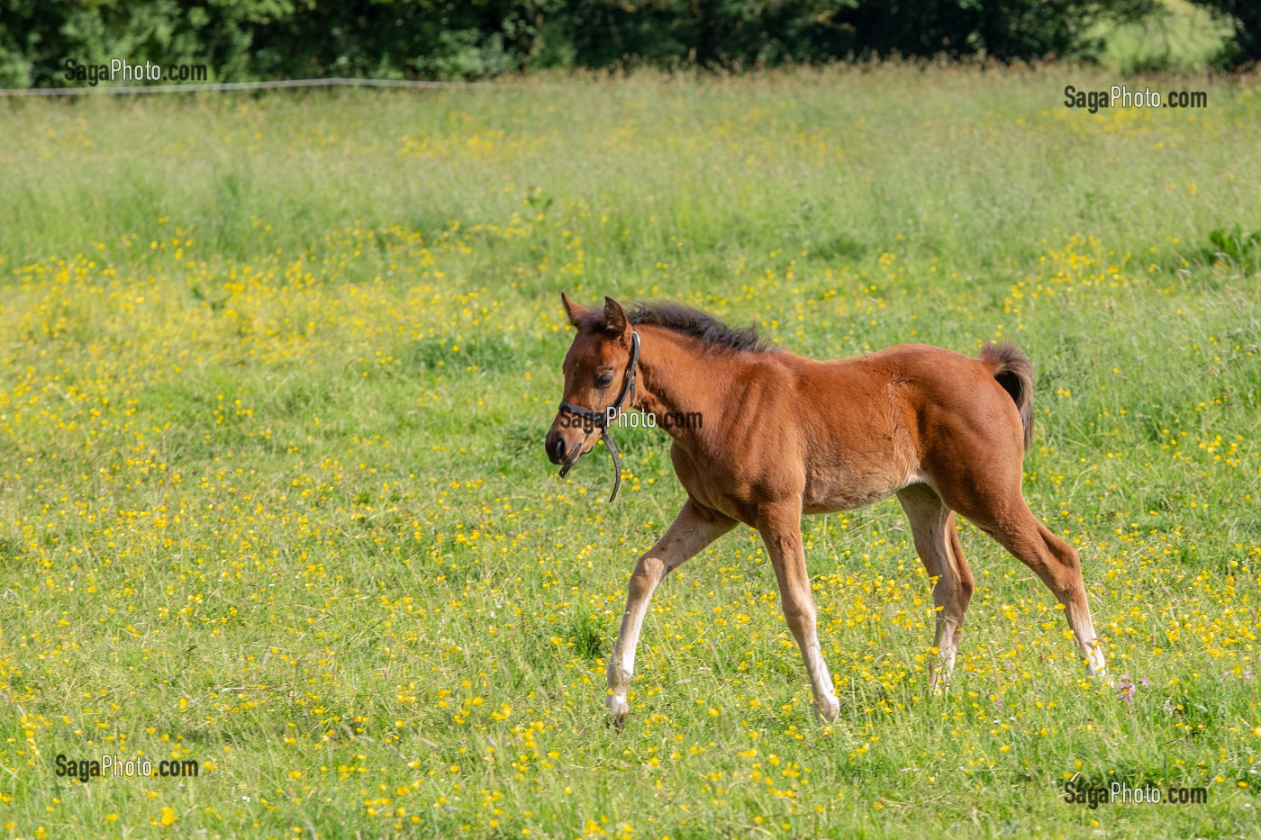 JEUNE POULAIN DANS UN PRE, NORMANDIE 