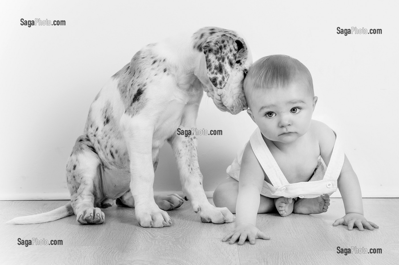 BEBE GARCON AVEC SON CHIEN DE RACE DANOIS, ENFANT ET SON ANIMAL DE COMPAGNIE, PORTRAIT EN STUDIO 