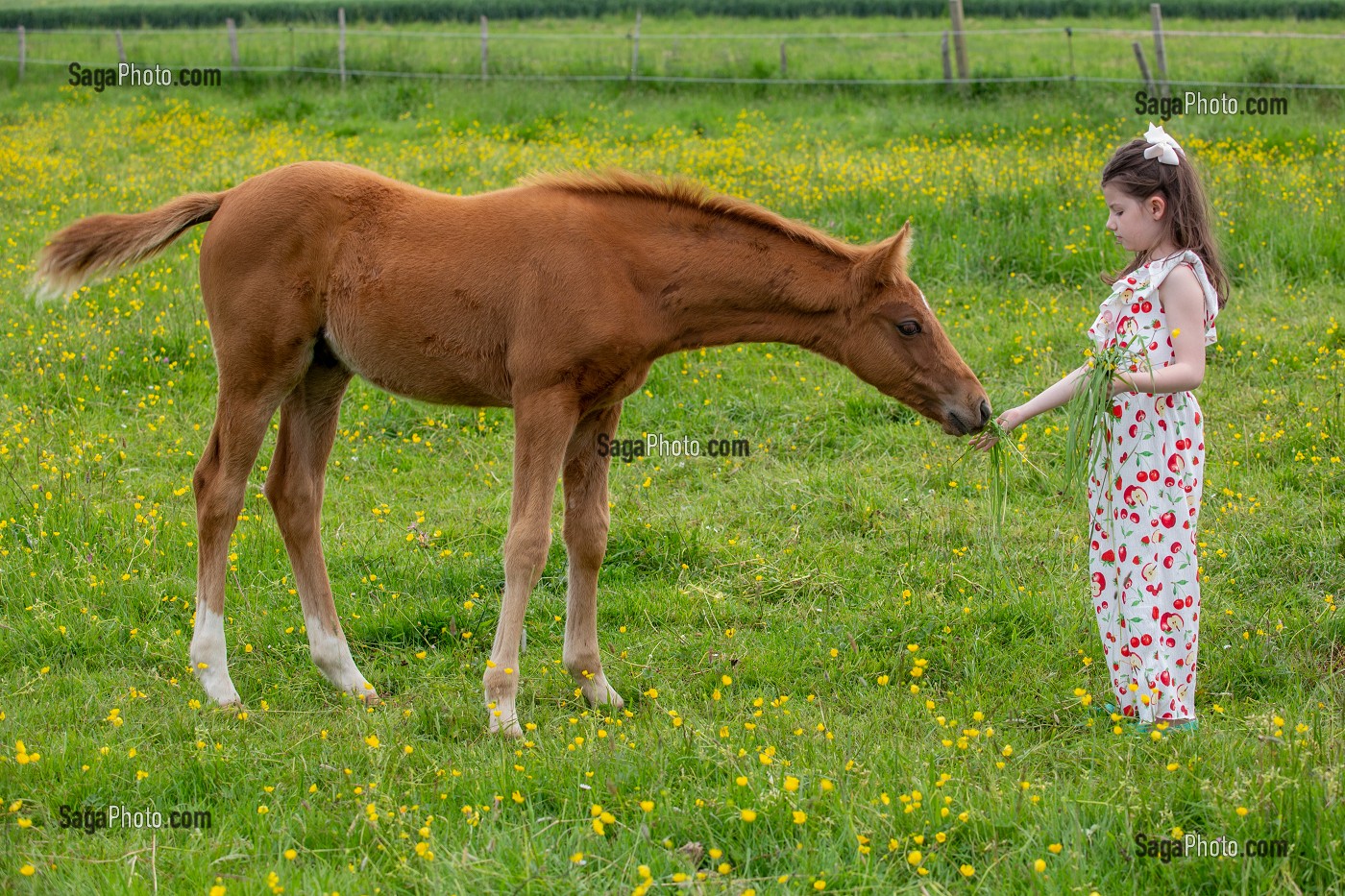 COMPLICITE ENTRE UNE ENFANT ET UN POULAIN, RUGLES, NORMANDIE 