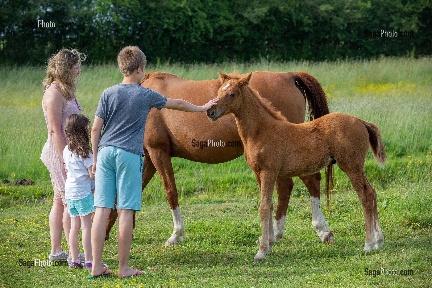 FAMILLE AU PRE A LA DECOUVERTE DES CHEVAUX, NORMANDIE 