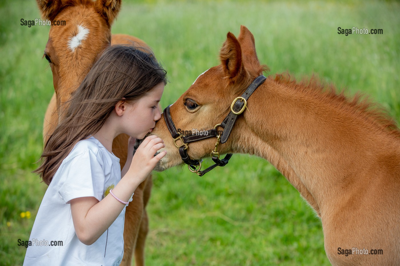 JEUNE FILLE QUI EMBRASSE UN JEUNE POULAIN AU PRE, NORMANDIE 