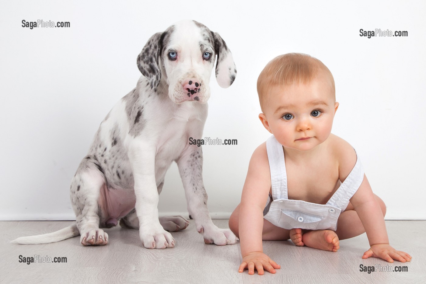 BEBE GARCON AVEC SON CHIEN DE RACE DANOIS, ENFANT ET SON ANIMAL DE COMPAGNIE, PORTRAIT EN STUDIO 